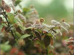 梦幻绮丽！用紫色打造童话般的浪漫梦境