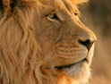 ƻ��Mac OS X Lion�ٷ�ȫ�����ֽ��ѡ