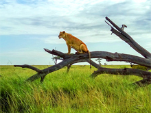 �ֻ�������